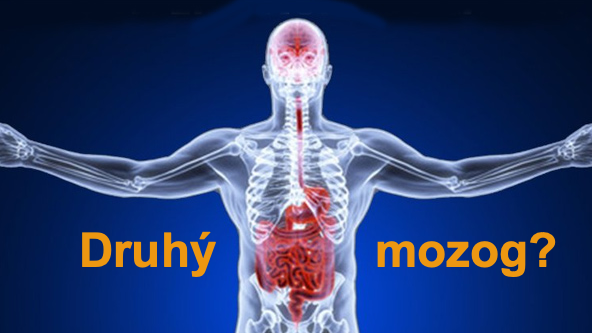 crevo druhy mozog